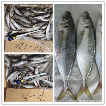 New arrived horse mackerel 8-10pcs/kg